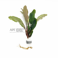 Bucephalandra Achilles Green Buce Aquarium Plants Factory