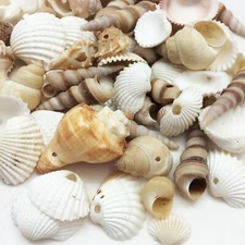 Small Drilled Shell Mix Sea Shells, 6 OZ Apprx. 60+ PC Shells, 1-1/2 Inch