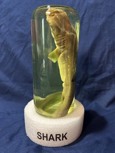 Vintage Baby Shark In A Jar Preserved Oddity Specimen Decor Science Classroom