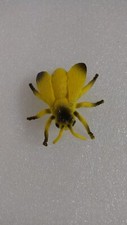 Plastic Toy Insect Bee Wasp Animal Bug Figure Collectible Animal 2.25"