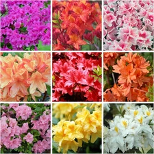 Mixed Azalea Seeds for Planting - 50+ Azalea Flower Seeds Bush Shrub Flowers Pla