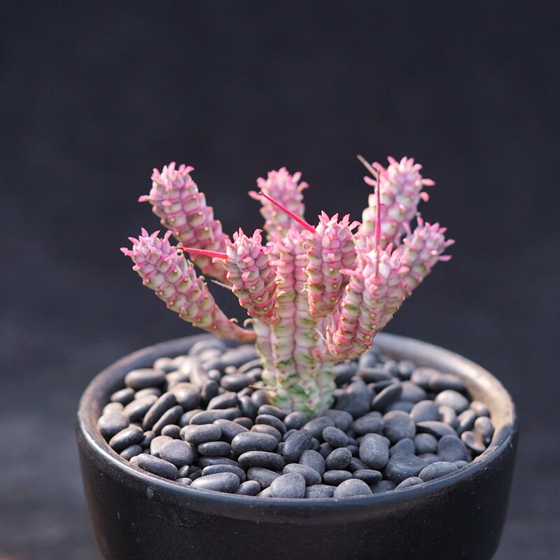 6 cm Euphorbia mammillaris ""Variegata"" plantas vivas hermosas cactus jardín cactus