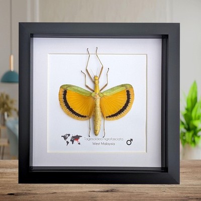 Gerahmter gelber Schirmstock Insekt, Taxidermie Entomologie Wandbild