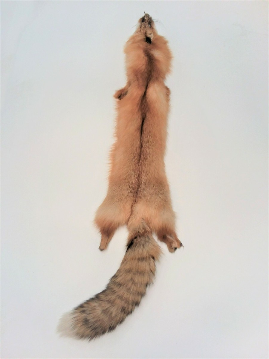 Canadian Red Fox, Tanned- long silky fur, beautiful