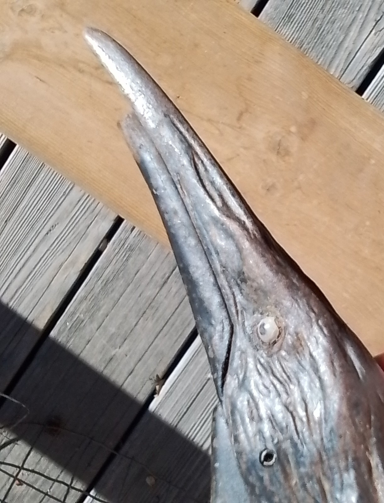 Antique Cast Iron RAVEN'S HEAD 8" Messenger ☆ Beak Holds Cards & Letters