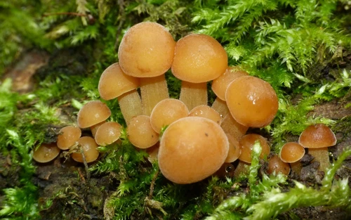 种子蜂蜜蘑菇冬季菌丝体产卵干孢子有机 - 第 3 张/共 12 张