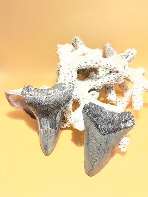 2.91  & 3.06  Meg Teeth Fossil   Extinct Species   Large Prehistor
