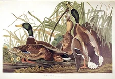 John James AUDUBON / Mallard Duck From The Birds of America Amsterdam Edition