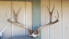 Nice 5x5 Colorado MULE DEER RACK skin antlers bear whitetail sheds rug taxidermy