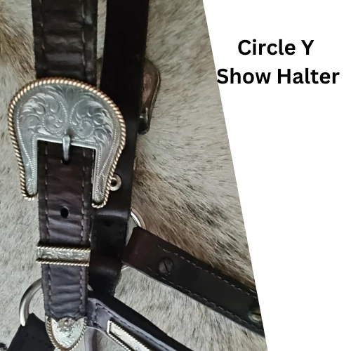 Círculo Y Silver Show Halter Caballo Talla Aceite Oscuro USADO Foto 3 de 4