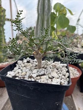 Operculucarya Pachypus Seed Grown Live Plant