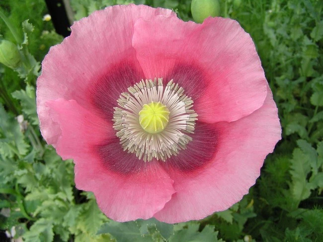 Giant Pink Poppy Flower Seeds 200 plus - Image 3 of 4