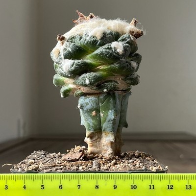 30-186 Cactus fissuratus, RS420, Quatrocienegas, grafted