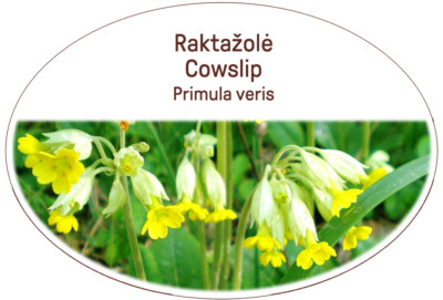 Kuhschlupfblüten Kräuter Gesunder Tee / l. Primula veris / Für Ihren Körper und Gesundheit etc.