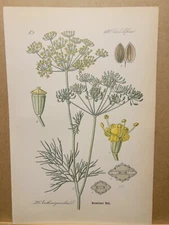 1886 ANTIQUE LITHOGRAPH ILLUSTRATION BOTANY FLOWER FLORA NATURE DECOR PICTURE...