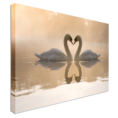 Küssende Schwäne am See Reflexion Leinwand Wandbild Bild Druck