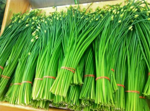 100 Graines Ciboule de Chine ,Chinese chives , Allium tuberosum seeds - Bild 1 von 6