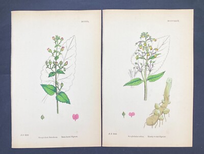 Balsamblättrig und knotig bewurzelt Feigenkraut JE Sowerby Originalfarbe Botanical 1866