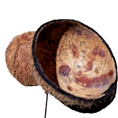 COCONUT SHELL HALVES Eco friendly Ceylon 100% Natural  2 SHELL FREE SHIPPING