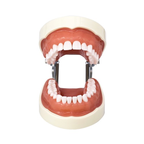 Dental Orthodontics Implant Study Model Analysis Demonstration Tooth Teaching - Picture 121 of 158