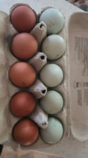 non live eggs