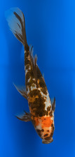 12" Shubunkin Goldfish