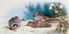 Bird English Partridge Tile Mural Kitchen Bathroom Backsplash Marble Ceramic