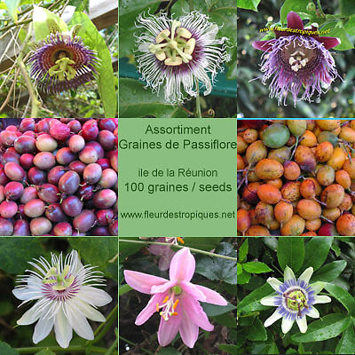 Assortiment Passiflora / Passiflore - 100 Graines / Seeds - Photo 1/1