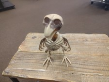 Raven Bird Bone Skeleton Halloween Prop Decor 8 Scary Crazy Bonez