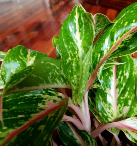 RARE XL Aglaonema Lao Nam Thong 19" Tall Multi Plants No Anthurium Philodendron - Picture 19 of 20