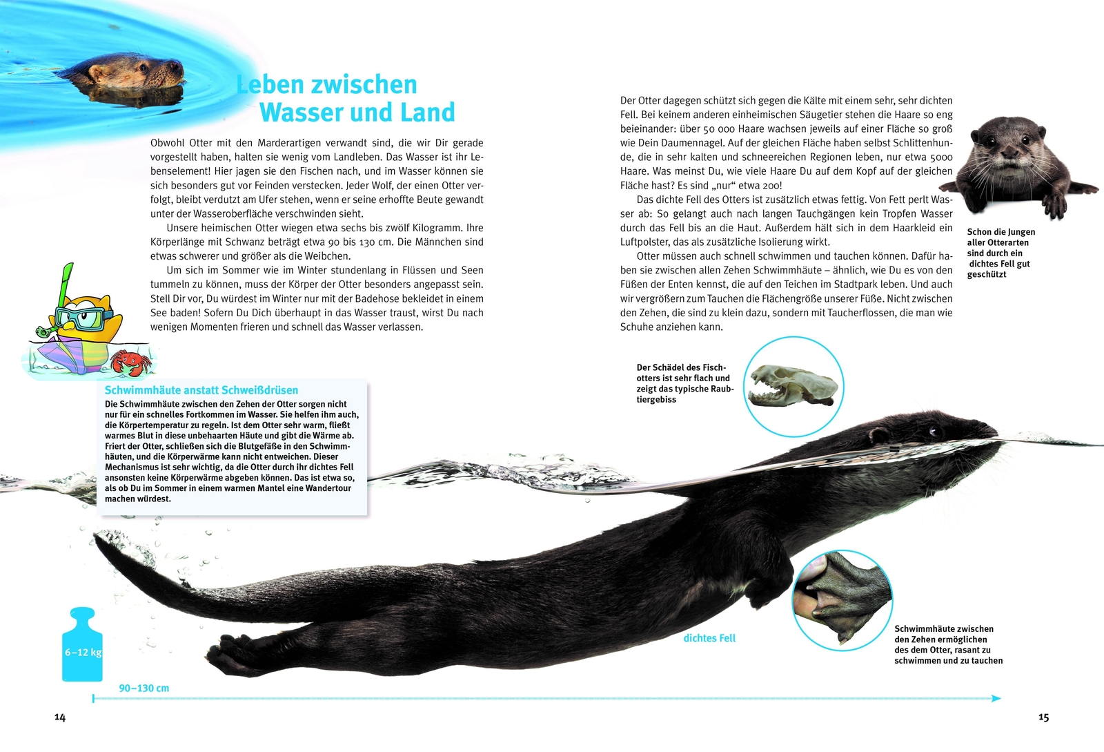Thumbnail - Entdecke Die Otter, Hans-heinrich Krüger