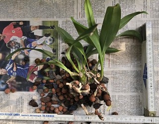 Cymbidium tigrinum duftend Kleinbleibend