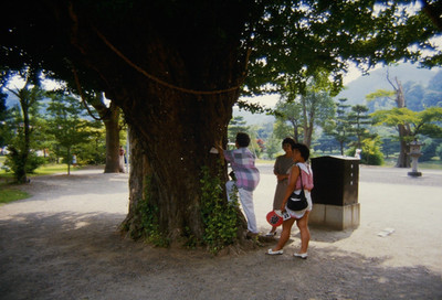 1980s 35mm Slide Iwaki Japan Pics,  Old tree with shimenawa around it and people
