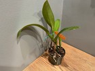 Blc. Oconee `Mendenhall' AM/AOS Classic Breeder Cattleya Orchid Plant — photo 5