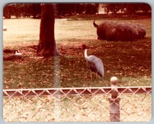 Vtg Color Snapshot Rhino Park Scene With Bird 1982 1960s