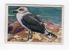 Cigarette Card c1930 Bird - A seaird
