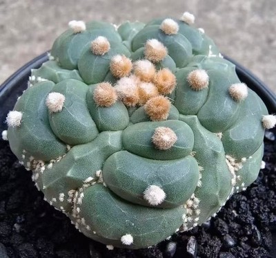 Rare Cacti Plant Astrophytum asterias ''Fukuryu'' Seedgrown WYSIWYG Unique Garden