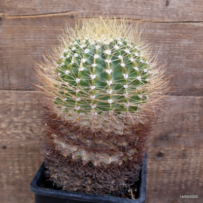 A7818 PARODIA SP. pot14-H21-W13 cm MaMa Cactus