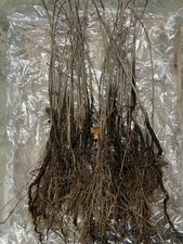 Paw Paw Bareroot Seedlings -10 pack bundle 10-12 inches average 