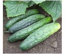 Marketmore 76 Cucumber 25 - 200 Seeds Best slicing High quality Bush Mildew Res!
