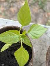 Mullato Pepper Seedling 