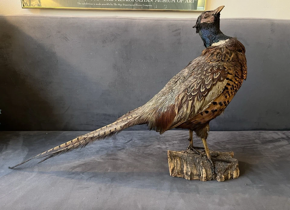 Taxidermia faisán cuello anillado sobre soporte de madera con base de madera a la deriva Foto 3 de 4