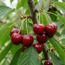 Regina Kirschbaum Süßkirschen Busch, Halbstamm oder kleinbleibend Terrassenobst