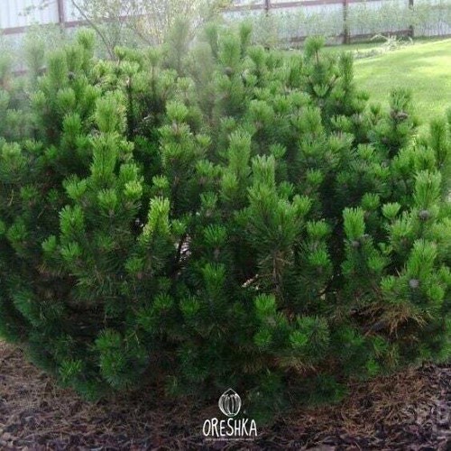 Mountain Pine Tree Seeds (Pinus mugo mughus). SEEDS 20 PCS - Bild 2 von 9