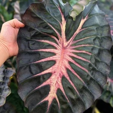 Colocasia Bulb Pink Horizon New Hybrid (Includes All Import Duties And Taxes)