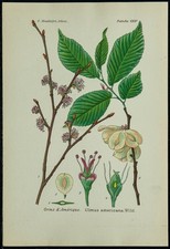 1898ca - Orme d'Amérique - Planche de Botanique en couleur et d’horticulture