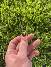 18kt White Gold Tiger’s Eye Ring