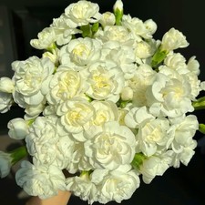 Mixrug Climbing Jasmine Seeds for Planting, 400 pcs Fragrant Climber Jasmine ...