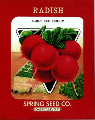 (8 x 10) Art Print FR242 Bernard Picture Co. Radish Spring Seed Co. Daleville NY