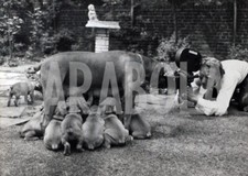 Photo De Presse Vintage